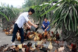 Cần "hàng rào" đủ mạnh khi nhập khẩu gà Trung Quốc
